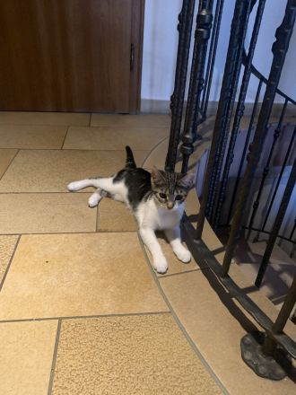 Zwei kleine Kätzchen abzugeben