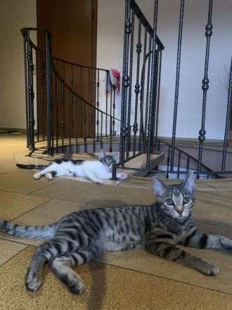 Zwei kleine Kätzchen abzugeben