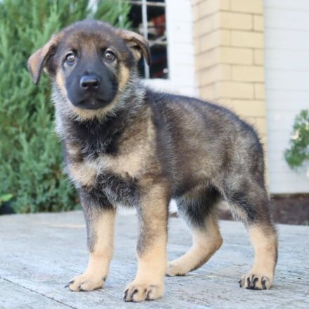 9 Wochen alte deutsche Schäferhündin.