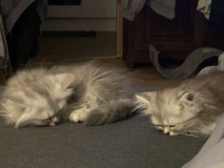 Perserkitten mit Nase