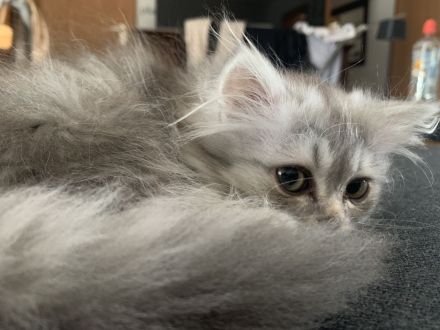 Perserkitten mit Nase