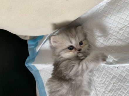 Perserkitten mit Nase