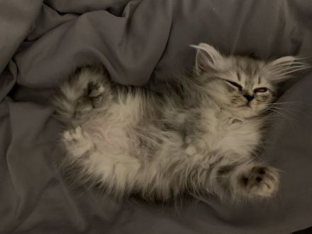 Perserkitten mit Nase