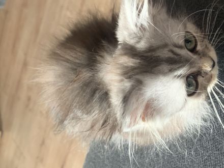 Perserkitten mit Nase