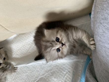 Perserkitten mit Nase