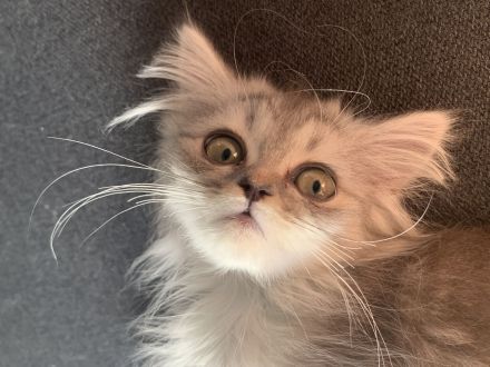 Perserkitten mit Nase