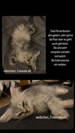 Perserkitten mit Nase