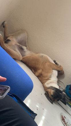 Süßer Mischlingshund