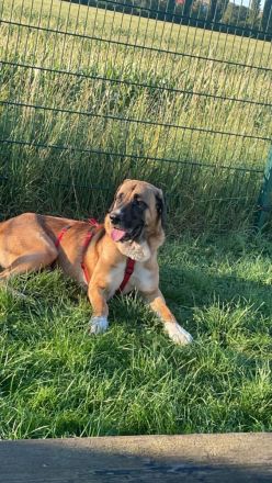 Süßer Mischlingshund