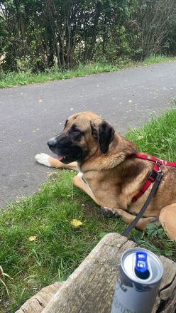 Süßer Mischlingshund