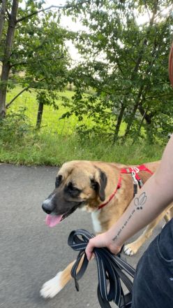 Süßer Mischlingshund