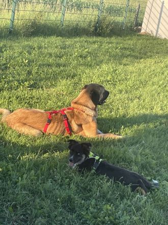 Süßer Mischlingshund