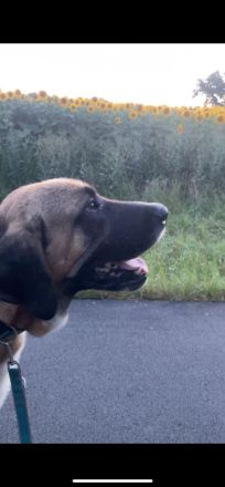 Süßer Mischlingshund