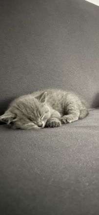 Bkh Kitten 12 Wochen