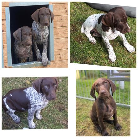 Deutsch -Kurzhaar Welpen