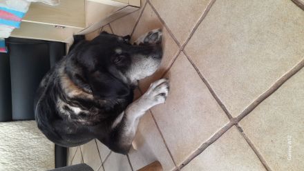 Mischlingshündin Namens Nelly