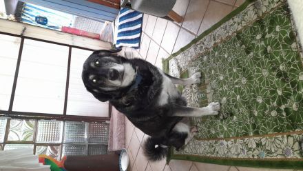 Mischlingshündin Namens Nelly