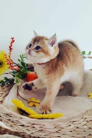 Reinrassige Bkh- Britisch Kurzhaar Kitten, vom Züchter, NUR NOCH 2 MÄDCHEN FREI!