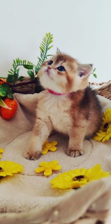 Reinrassige Bkh- Britisch Kurzhaar Kitten, vom Züchter, NUR NOCH 2 MÄDCHEN FREI!