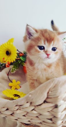 Reinrassige Bkh- Britisch Kurzhaar Kitten, vom Züchter, NUR NOCH 2 MÄDCHEN FREI!