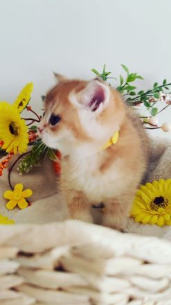 Reinrassige Bkh- Britisch Kurzhaar Kitten, vom Züchter, NUR NOCH 2 MÄDCHEN FREI!