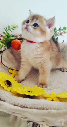 Reinrassige Bkh- Britisch Kurzhaar Kitten, vom Züchter, NUR NOCH 2 MÄDCHEN FREI!