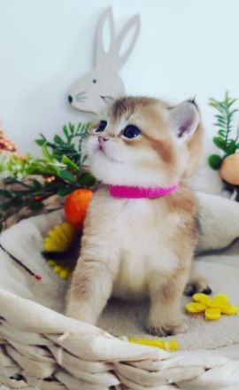 Reinrassige Bkh- Britisch Kurzhaar Kitten, vom Züchter, NUR NOCH 2 MÄDCHEN FREI!