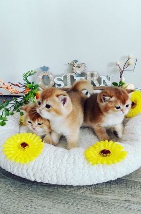 Reinrassige Bkh- Britisch Kurzhaar Kitten, vom Züchter, NUR NOCH 2 MÄDCHEN FREI!