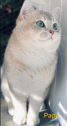 Reinrassige Bkh- Britisch Kurzhaar Kitten, vom Züchter, NUR NOCH 2 MÄDCHEN FREI!