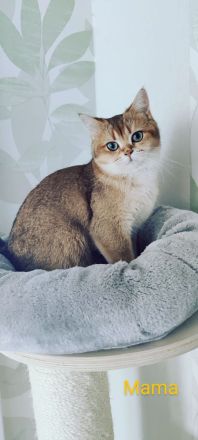 Reinrassige Bkh- Britisch Kurzhaar Kitten, vom Züchter, NUR NOCH 2 MÄDCHEN FREI!