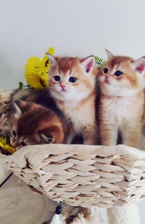 Reinrassige Bkh- Britisch Kurzhaar Kitten, vom Züchter, NUR NOCH 2 MÄDCHEN FREI!
