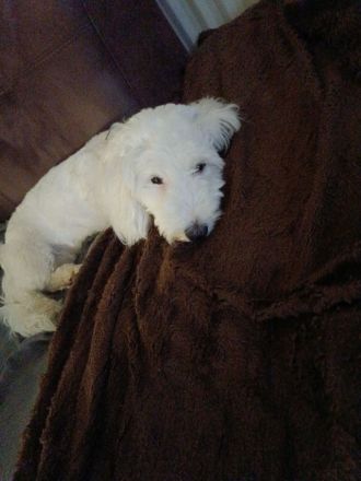 Unsere Flocke sucht dringend ein neues Zuhause