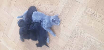 Ab sofort 200€ Abgabebereite BKH Kitten reinrassig