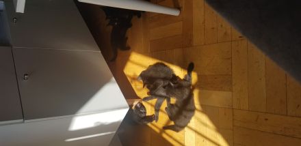 Ab sofort 200€ Abgabebereite BKH Kitten reinrassig