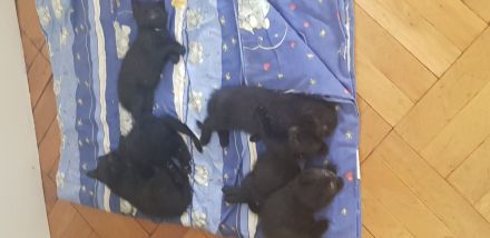 Ab sofort 200€ Abgabebereite BKH Kitten reinrassig