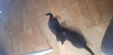 Ab sofort 200€ Abgabebereite BKH Kitten reinrassig