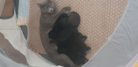 Ab sofort 200€ Abgabebereite BKH Kitten reinrassig