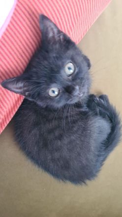 Ab sofort 200€ Abgabebereite BKH Kitten reinrassig