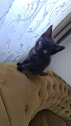 Ab sofort 200€ Abgabebereite BKH Kitten reinrassig