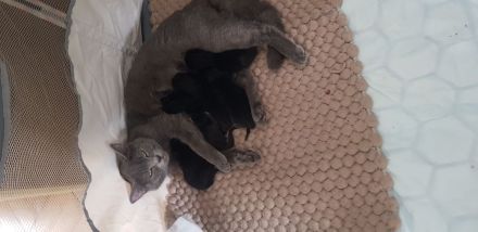 Ab sofort 200€ Abgabebereite BKH Kitten reinrassig