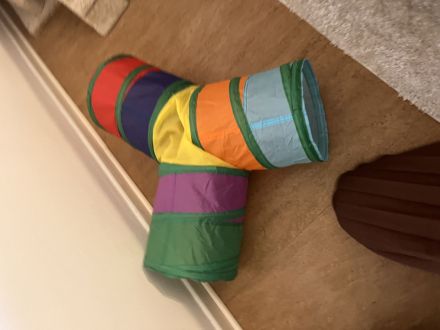 Zwei liebevolle Katzen suchen ein gemeinsames Zuhause