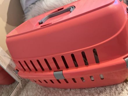 Zwei liebevolle Katzen suchen ein gemeinsames Zuhause