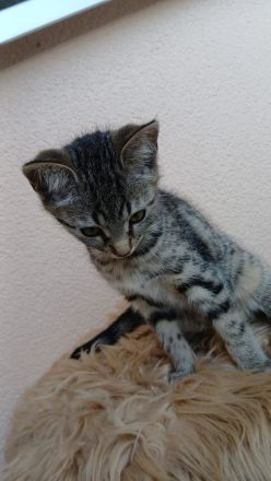 Zwei liebevolle Katzen suchen ein gemeinsames Zuhause