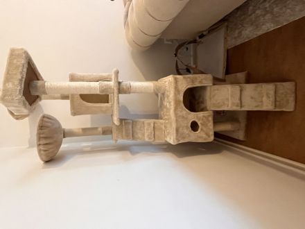 Zwei liebevolle Katzen suchen ein gemeinsames Zuhause