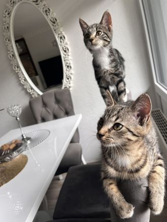 Zwei liebevolle Katzen suchen ein gemeinsames Zuhause