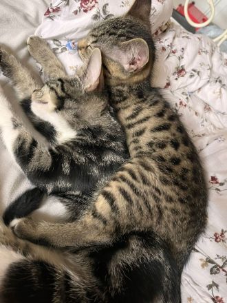 Zwei liebevolle Katzen suchen ein gemeinsames Zuhause