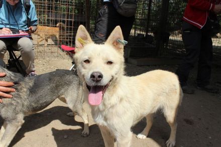 TIMMY ca. 2-jähriger, wunderschöner, freundlicher Rüde, ca. 51 cm, sehr menschen bezogen