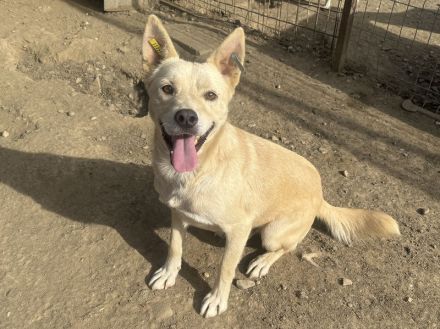 TIMMY ca. 2-jähriger, wunderschöner, freundlicher Rüde, ca. 51 cm, sehr menschen bezogen