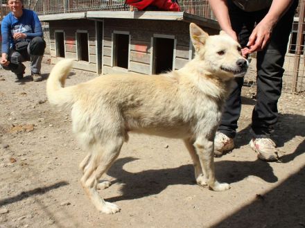 TIMMY ca. 2-jähriger, wunderschöner, freundlicher Rüde, ca. 51 cm, sehr menschen bezogen