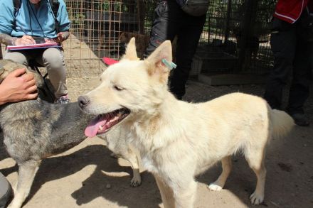 TIMMY ca. 2-jähriger, wunderschöner, freundlicher Rüde, ca. 51 cm, sehr menschen bezogen